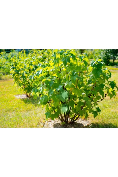 Смородина черная Вернисаж в ландшафте